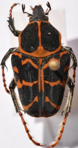 Epixanthis maculitarsis